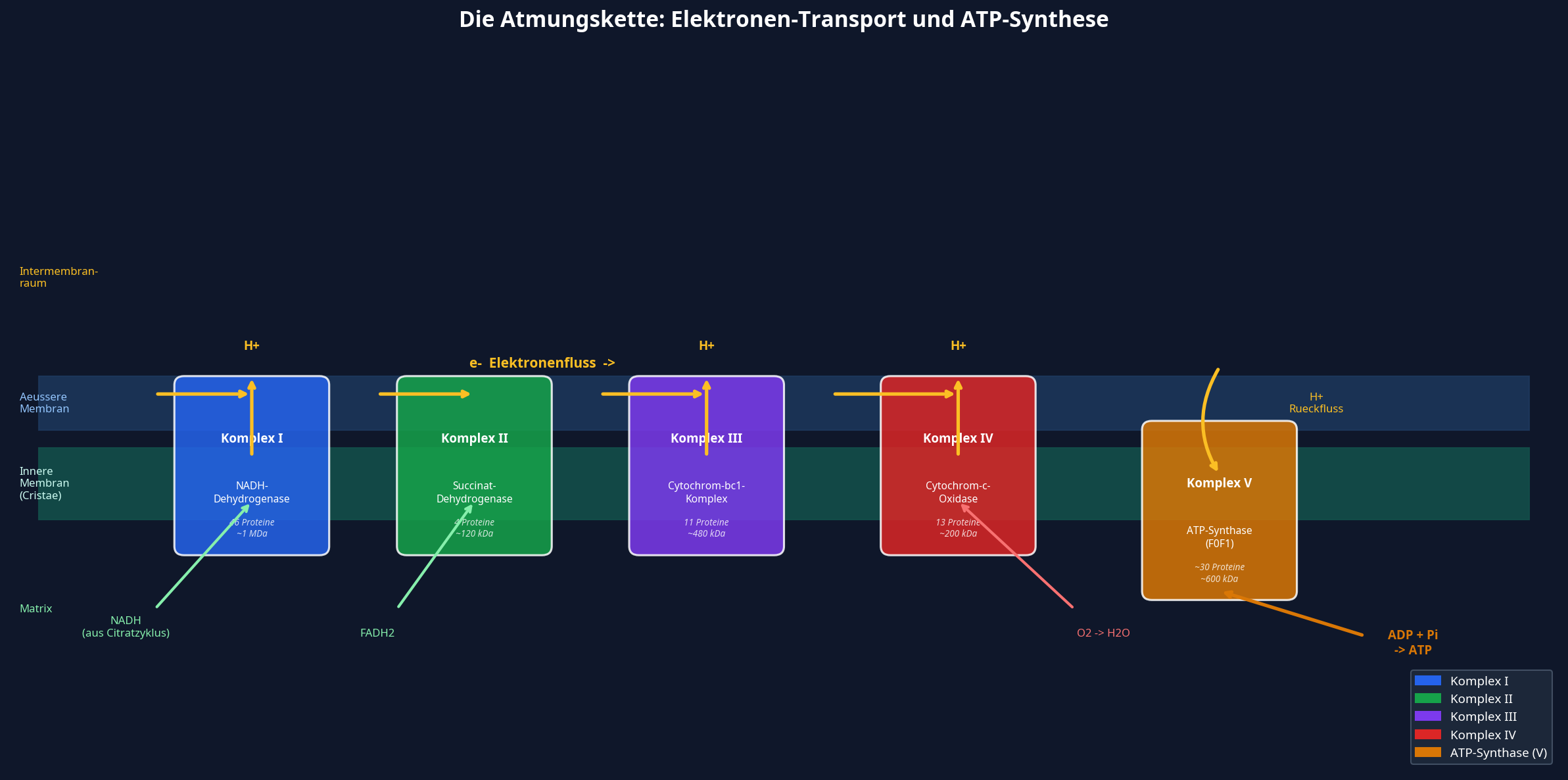 Schematische Darstellung der Atmungskette
